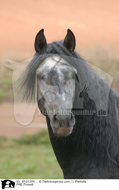 Andalusier Portrait / PRE Portrait / IP-01304