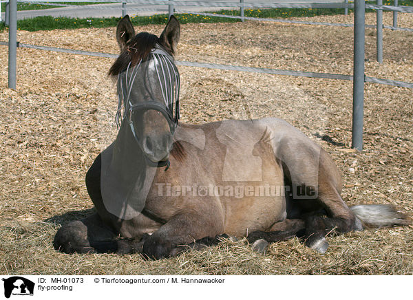 Pferd mit Fliegenschutz / fly-proofing / MH-01073