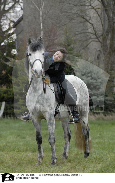 Andalusier / andalusian horse / AP-02485