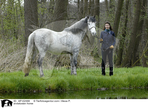Andalusier / andalusian horse / AP-02488