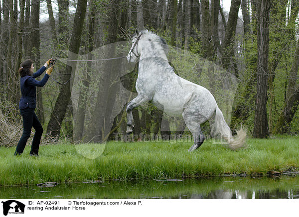 steigender Andalusier / rearing Andalusian Horse / AP-02491