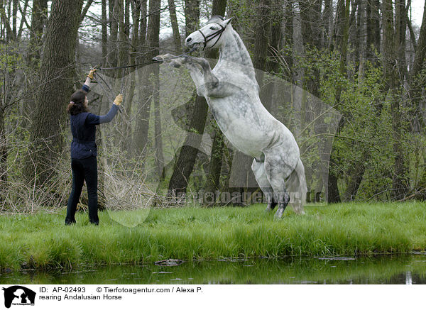 steigender Andalusier / rearing Andalusian Horse / AP-02493