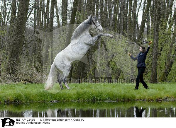 steigender Andalusier / rearing Andalusian Horse / AP-02495