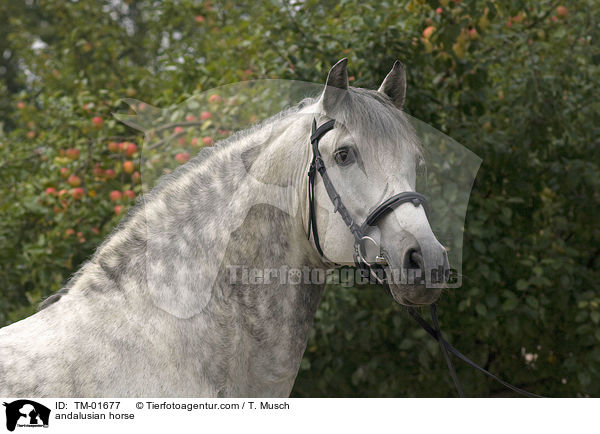 Andalusier / andalusian horse / TM-01677