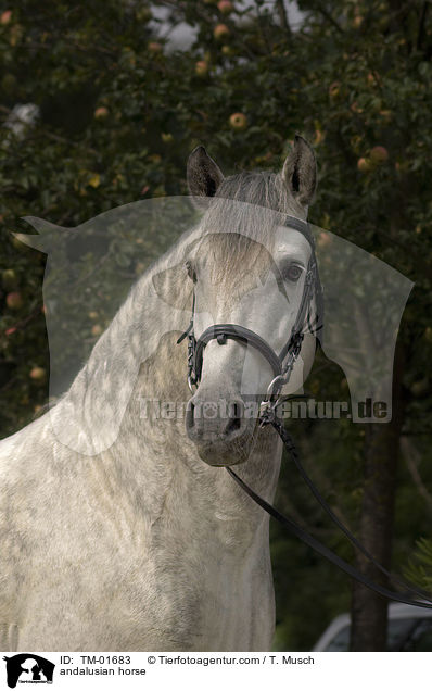 Andalusier / andalusian horse / TM-01683