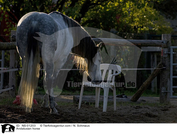Andalusier / Andalusian horse / NS-01203