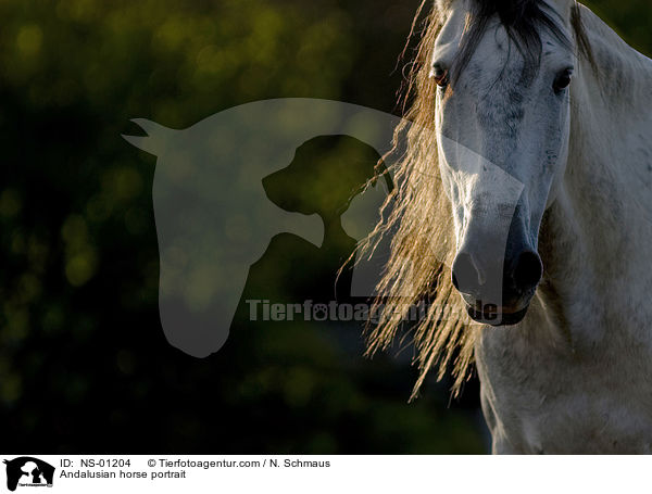Andalusier Portrait / Andalusian horse portrait / NS-01204