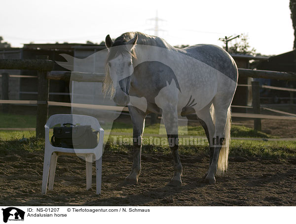 Andalusier / Andalusian horse / NS-01207