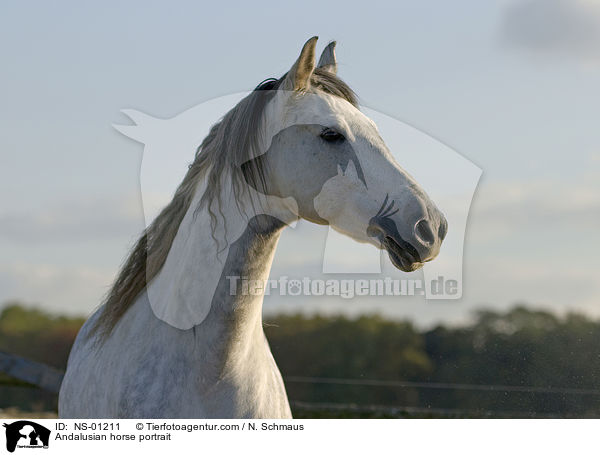 Andalusier Portrait / Andalusian horse portrait / NS-01211