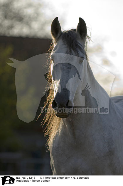 Andalusier Portrait / Andalusian horse portrait / NS-01215