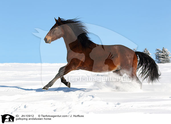 galoppierender Andalusier / galloping andalusian horse / JH-10912