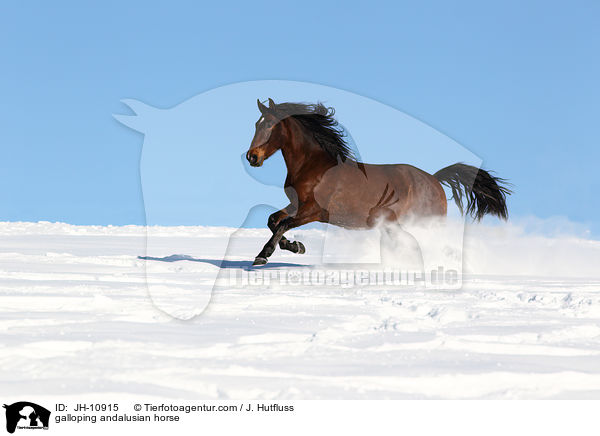 galoppierender Andalusier / galloping andalusian horse / JH-10915