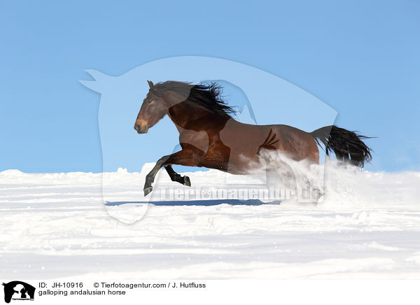 galoppierender Andalusier / galloping andalusian horse / JH-10916