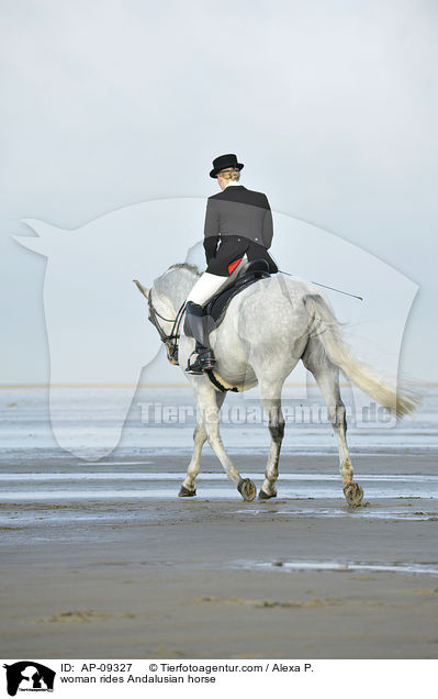 Frau reitet Andalusier / woman rides Andalusian horse / AP-09327