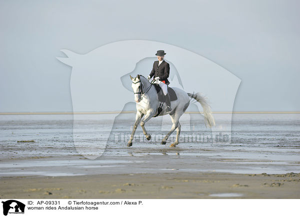 Frau reitet Andalusier / woman rides Andalusian horse / AP-09331