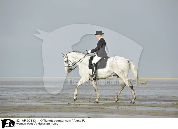 Frau reitet Andalusier / woman rides Andalusian horse / AP-09333