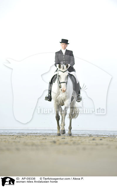 Frau reitet Andalusier / woman rides Andalusian horse / AP-09336