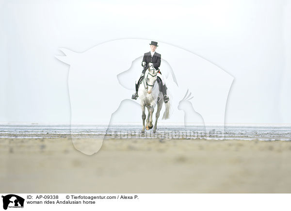 Frau reitet Andalusier / woman rides Andalusian horse / AP-09338