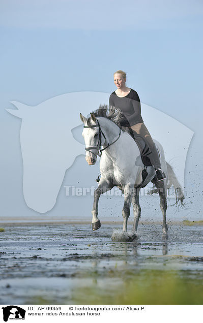 Frau reitet Andalusier / woman rides Andalusian horse / AP-09359