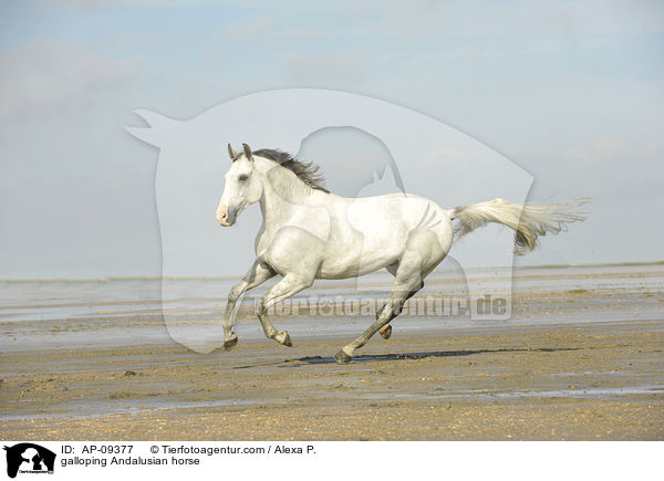 galloping Andalusian horse / AP-09377