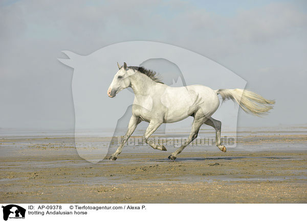 trabender Andalusier / trotting Andalusian horse / AP-09378