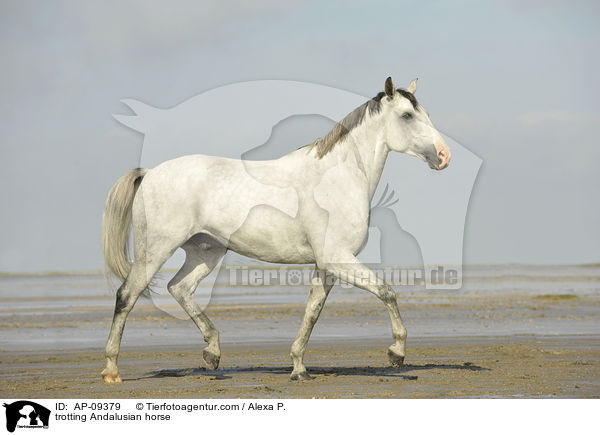 trabender Andalusier / trotting Andalusian horse / AP-09379