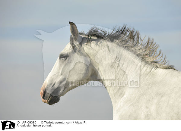 Andalusian horse portrait / AP-09380