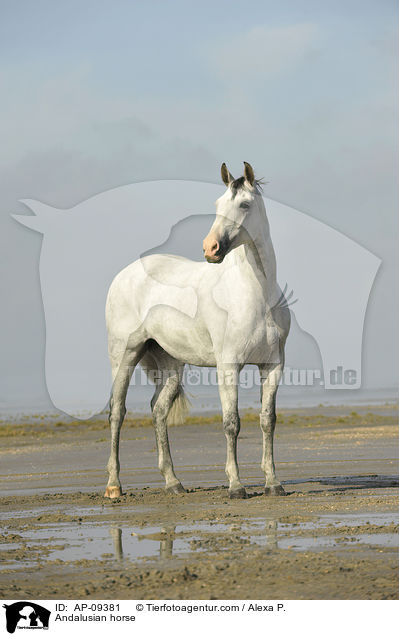 Andalusian horse / AP-09381