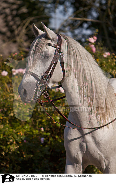 Andalusier Portrait / Andalusian horse portrait / SKO-01879