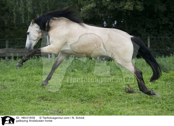 galloping Andalusian horse / NN-01608
