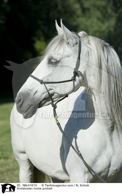 Andalusian horse portrait / NN-01610
