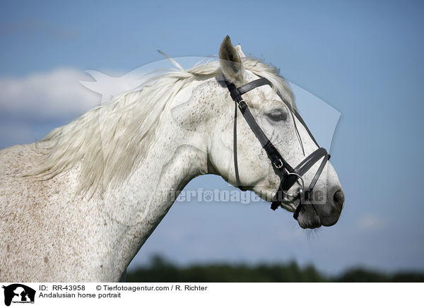 Andalusier Portrait / Andalusian horse portrait / RR-43958