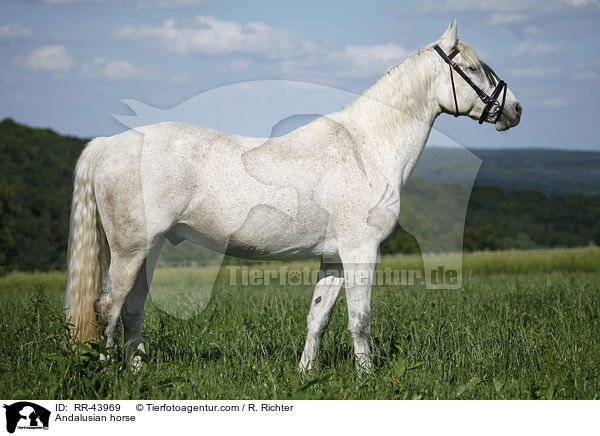 Andalusier / Andalusian horse / RR-43969