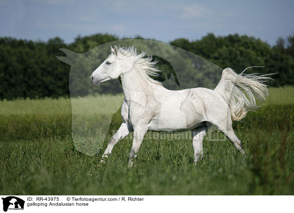 galloping Andalusian horse / RR-43975