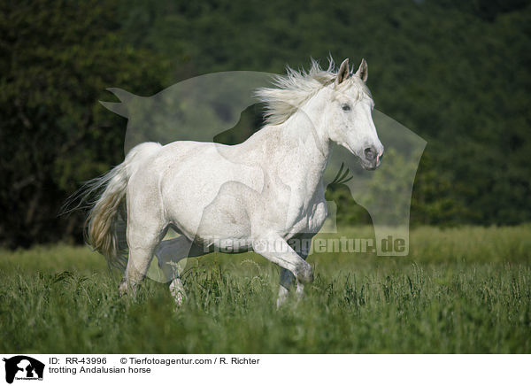 trotting Andalusian horse / RR-43996