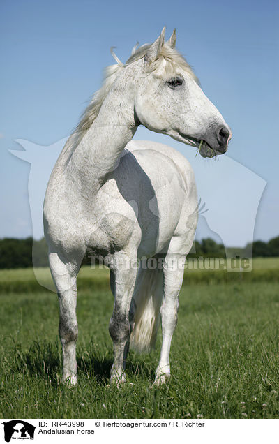 Andalusian horse / RR-43998