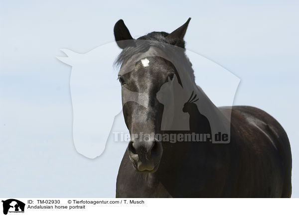 Andalusier Portrait / Andalusian horse portrait / TM-02930