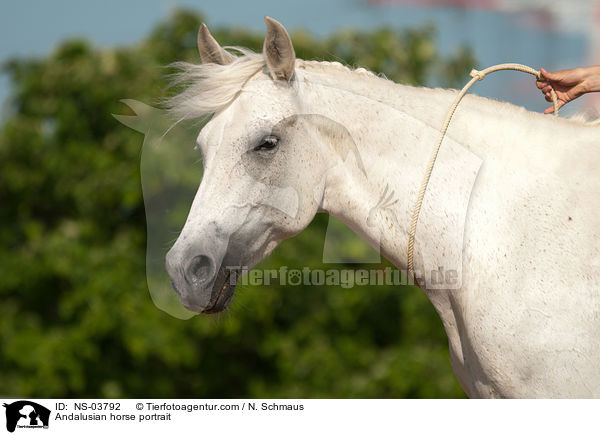 Andalusier Portrait / Andalusian horse portrait / NS-03792