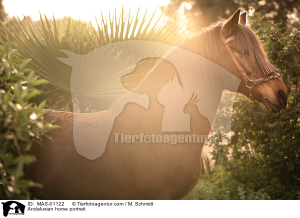 Andalusier Portrait / Andalusian horse portrait / MAS-01122
