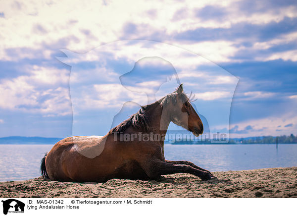 lying Andalusian Horse / MAS-01342