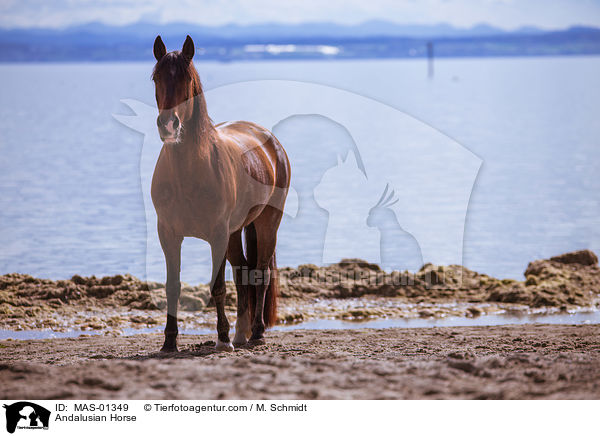 Andalusian Horse / MAS-01349