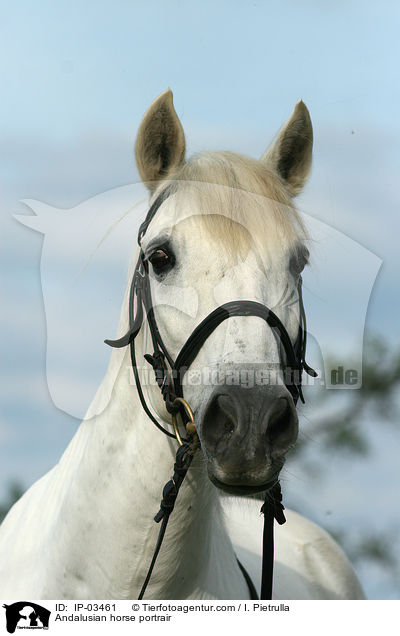 Andalusier Portrait / Andalusian horse portrair / IP-03461