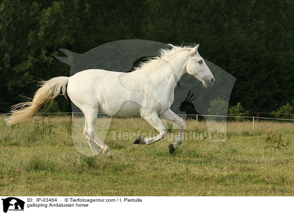 galoppierender Andalusier / galloping Andalusian horse / IP-03464