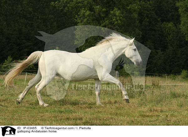 galoppierender Andalusier / galloping Andalusian horse / IP-03465