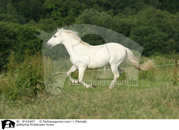 galoppierender Andalusier / galloping Andalusian horse / IP-03467
