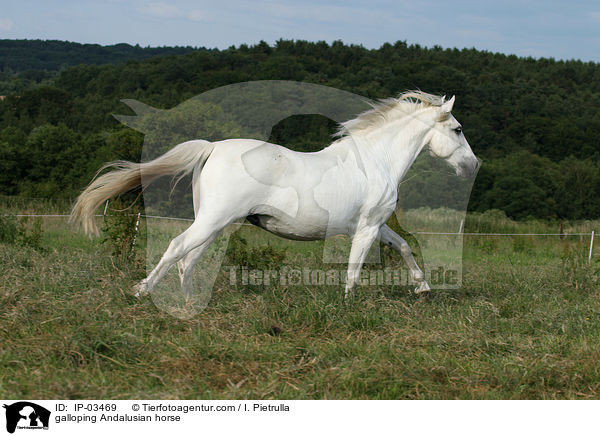galoppierender Andalusier / galloping Andalusian horse / IP-03469
