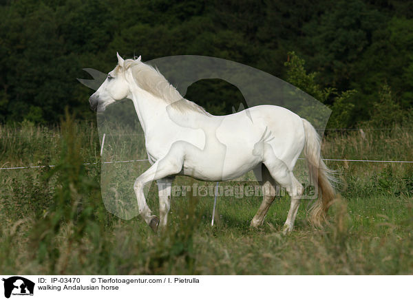 laufender Andalusier / walking Andalusian horse / IP-03470