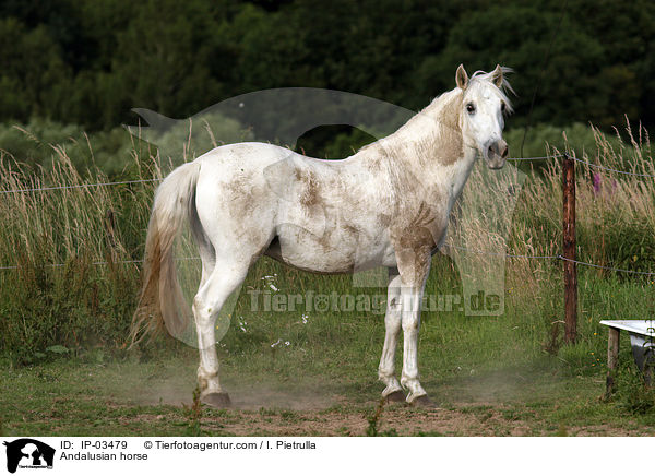 Andalusier / Andalusian horse / IP-03479
