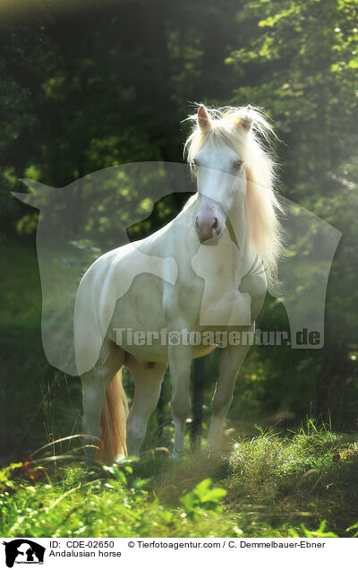 Andalusian horse / CDE-02650