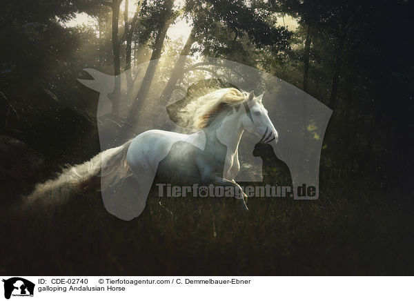 galoppierender Andalusier / galloping Andalusian Horse / CDE-02740